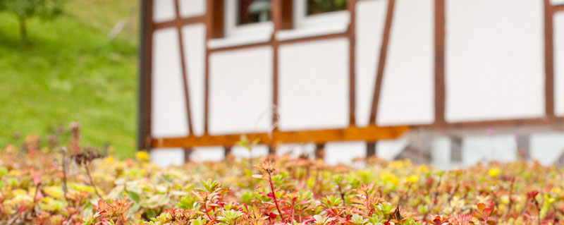 Schwarzwald-Ferienwohnung im Mülben